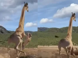 Animal Viral Video