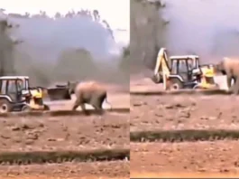 Animal Viral Video