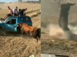 Animal Viral Video