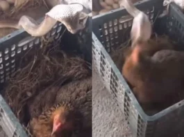 Animal Viral Video