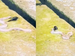 Animal Viral Video