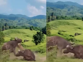 Animal Viral Video