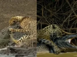Animal Viral Video