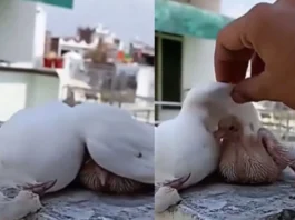 Animal Viral Video