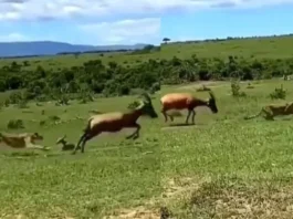 Animal Viral Video