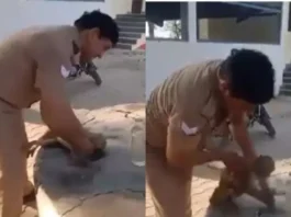 Animal Viral Video