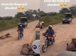 Animal Viral Video