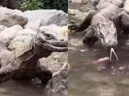 Animal Viral Video