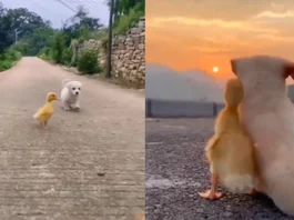 Animal Viral Video