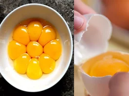 Egg Yolks