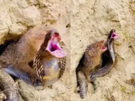 animal viral video