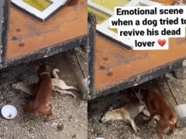 animal viral video