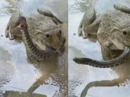 animal viral video