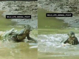 animal viral video