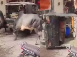 animal viral video