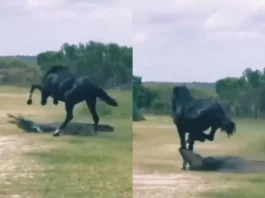 animal viral video