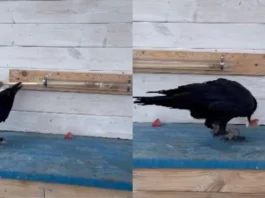 animal viral video