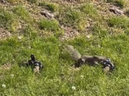 animal viral video
