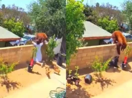 animal viral video