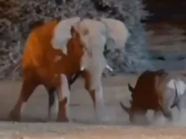 animal viral video