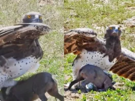 animal viral video