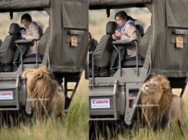 Animal Viral Video