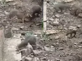 Animal Viral Video