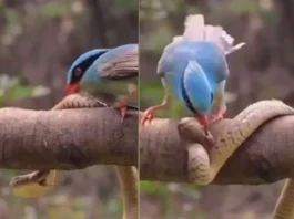 Animal Viral Video