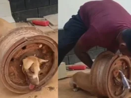 Animal Viral Video