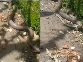 Animal Viral Video