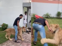 Animal Viral Video