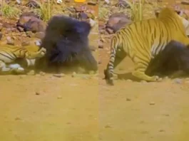 Animal Viral Video