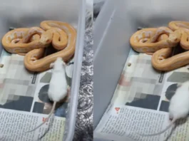 Animal Viral Video