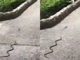 Animal Viral Video