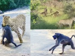 Animal Viral Video