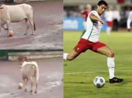 Animal Viral Video