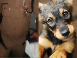 Animal Viral Video