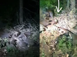 Animal Viral Video