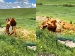 Animal Viral Video