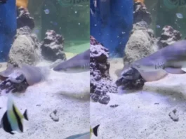 Animal Viral Video
