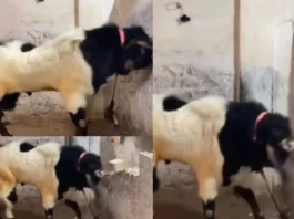 Animal Viral Video