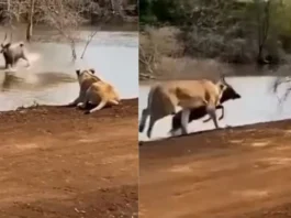 Animal Viral Video