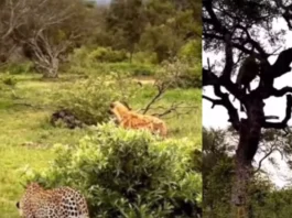 Animal Viral Video