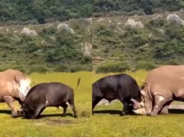 Animal Viral Video