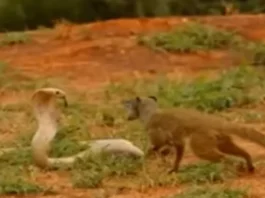Animal Viral Video
