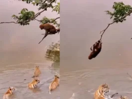 Animal Viral Video