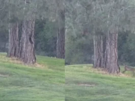 Animal Viral Video