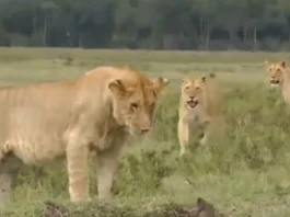Animal Viral Video