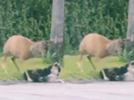 Animal Viral Video