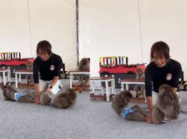 Animal Viral Video